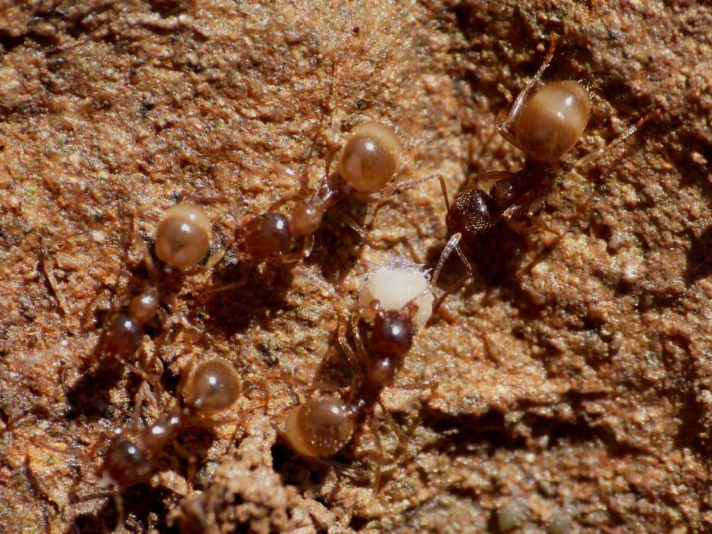 Ospiti delle formiche Aphaenogaster subterranea - Tolfa (RM)